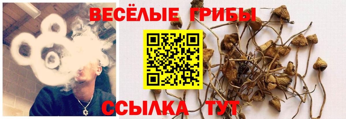 наркошоп  Псилоцибиновые грибы GOLDEN TEACHER  Вход с VPN  Галлюциногенные грибы ЛСД  Тайшет 